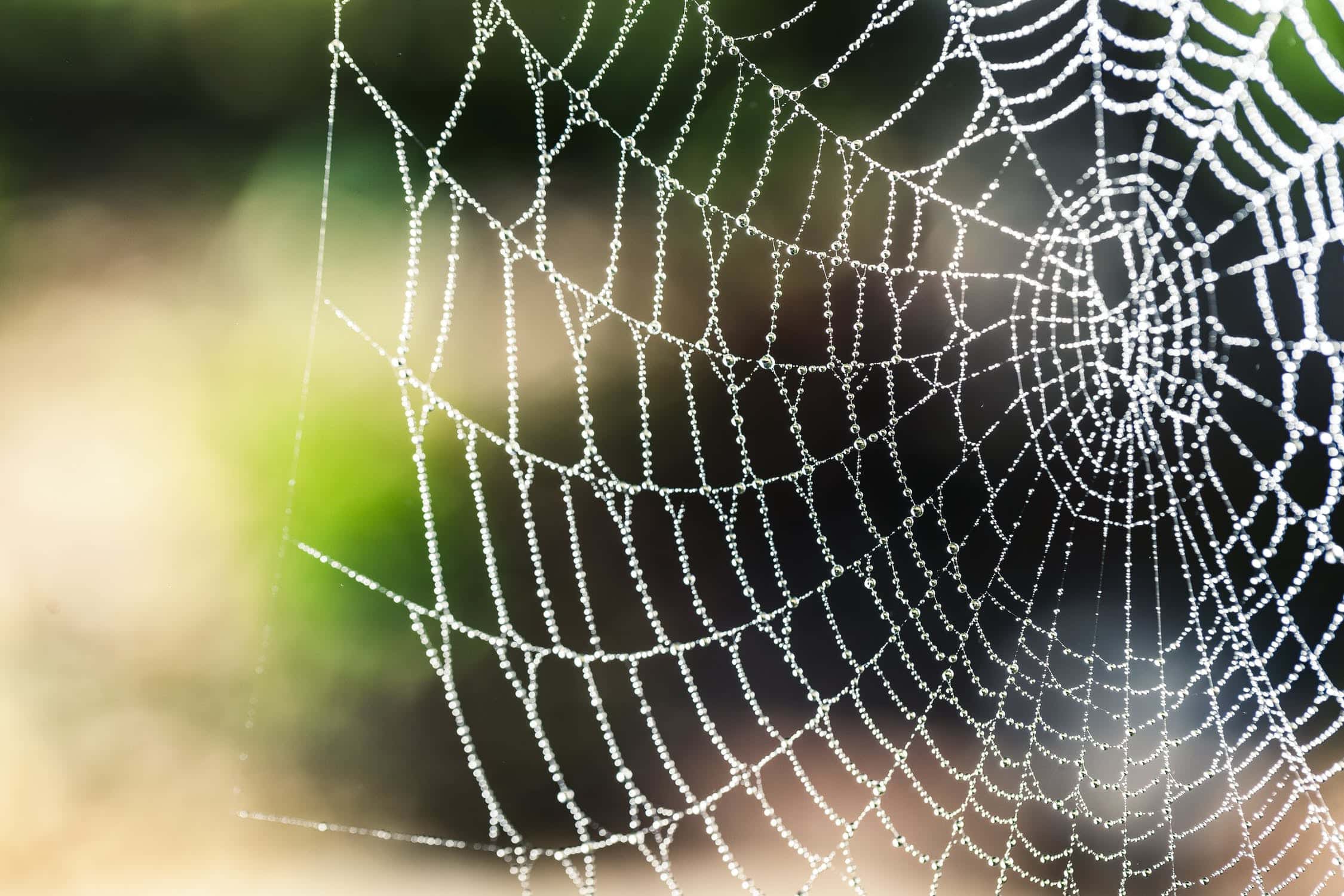 A Sticky Situation How To Get Rid Of Cobwebs The Maids