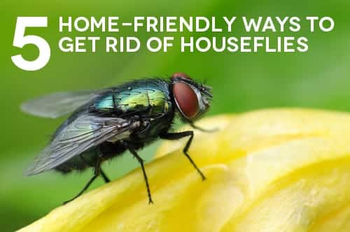 When you’re ready to crack your windows letting in that spring air, avoid uninvited guests with these natural tricks. (We’re talking about houseflies, these tricks won’t work on your in-laws.) 