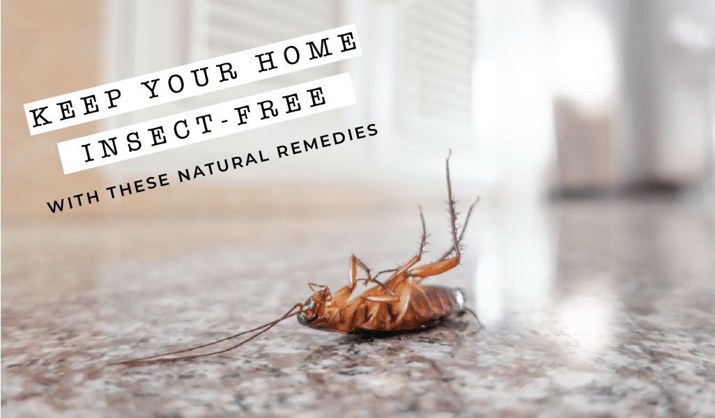 Natural Ways to Get Rid of Insects in Your Home