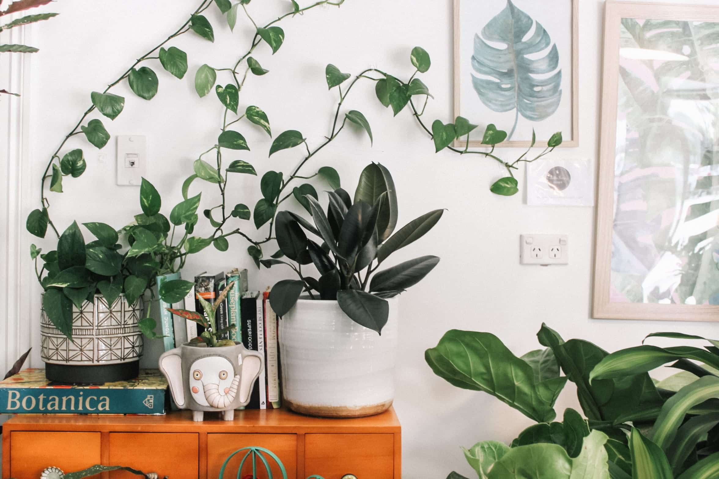 5 Air-Purifying Plants to Clean The Air in Your Home