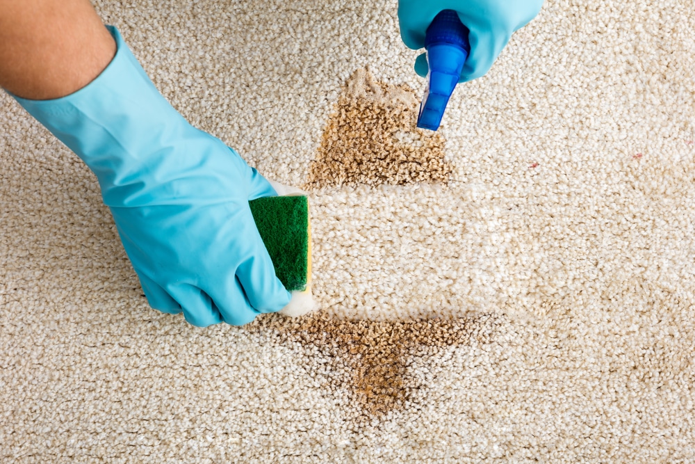 Cleaning pet vomit from carpet best sale